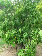 Golden Caimito / Abiu