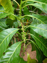 Golden Caimito / Abiu