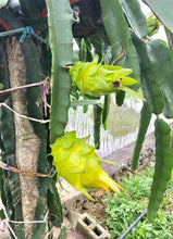 Australian Golden Isis