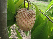 Atemoya Grafted Seedling