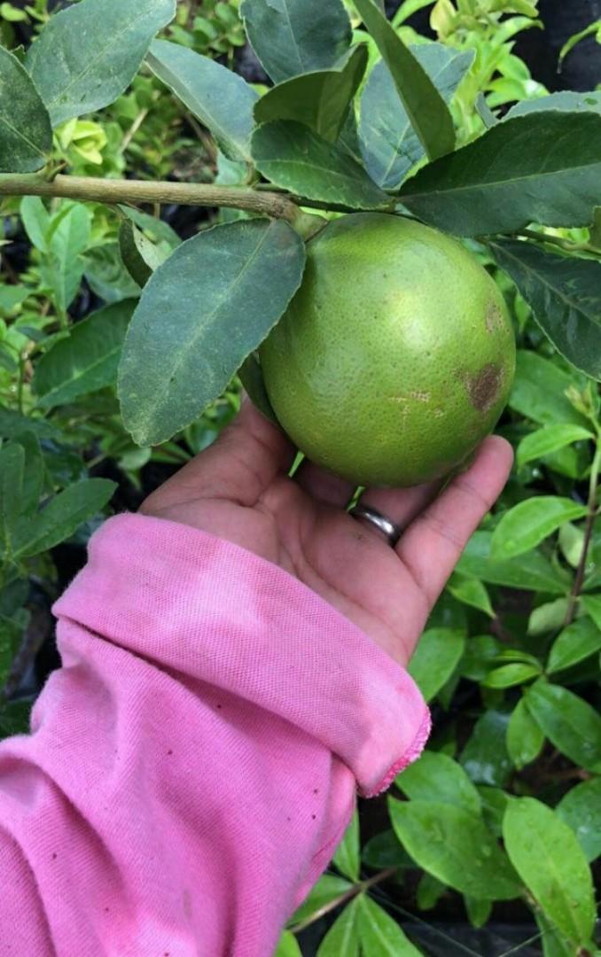 Australian Lemon Seedling