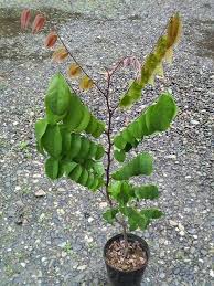 Sweet Balimbing / Starfruit Grafted Seedling