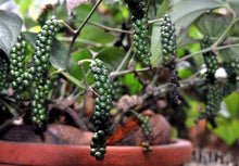 Hybrid Indian Black Pepper Corn (Paminta) seedling