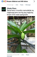 Sweet Dwarf Mango Seedling (Multiple Rootstock)