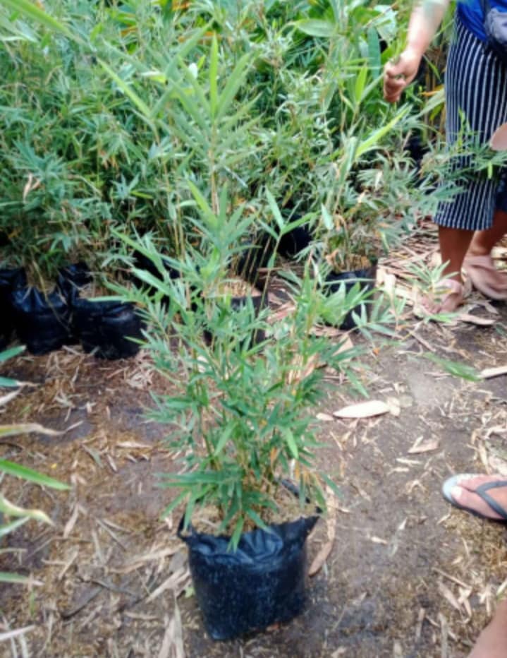 Chinese Bamboo Lunti Plant Nursery
