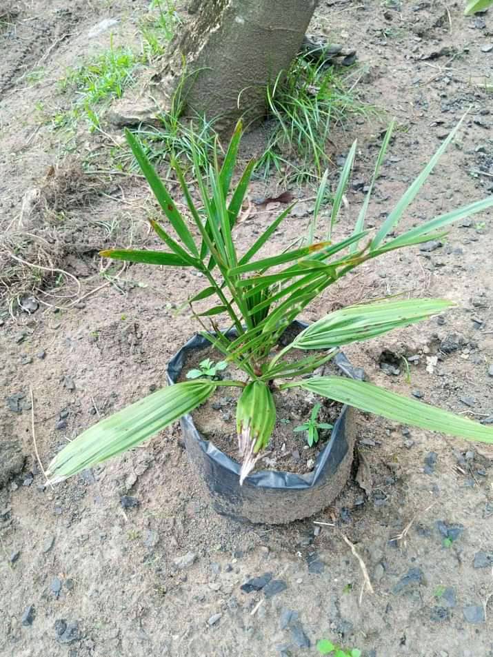 Dates Palm Tree
