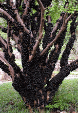 Jaboticaba / Brazillian Grapes (Sabara variety)