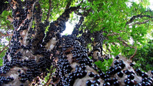 Jaboticaba / Brazillian Grapes (Sabara variety)