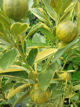 Variegated Kalamansi