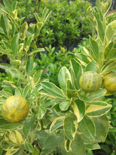 Variegated Kalamansi