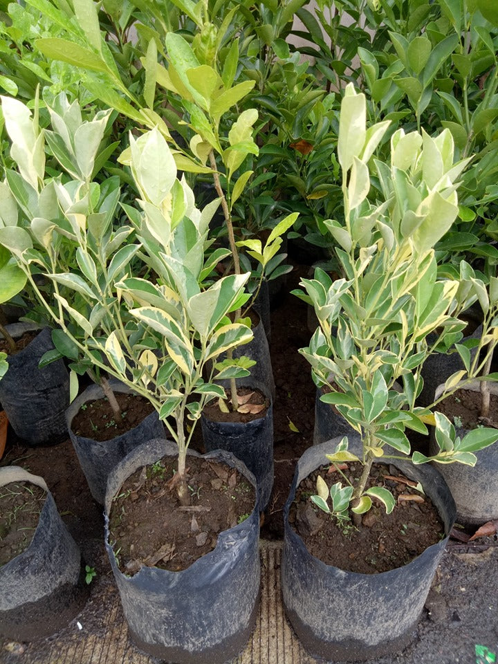 Variegated Kalamansi