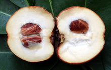Mabolo Tree Seedling