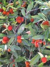 Mabolo Tree Seedling