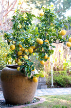 Meyer Lemon