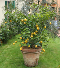Meyer Lemon