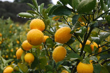 Meyer Lemon