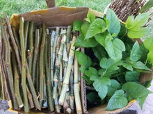 Mulberry (Illinois Variety)