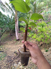 Mulberry (Illinois Variety)