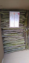 Mulberry Seedlings (Australian Variety)