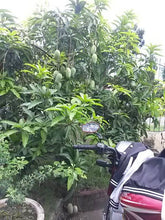 Sweet Dwarf Mango Seedling (Multiple Rootstock)