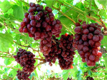 Grapes Seedlings (established from cuttings)