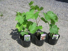Grapes Seedlings (established from cuttings)