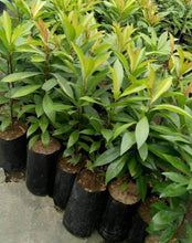 Tagpo / Shoebutton Ardisia