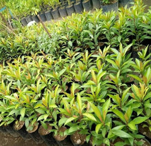 Tagpo / Shoebutton Ardisia