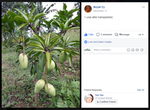 Sweet Dwarf Mango Seedling (Multiple Rootstock)