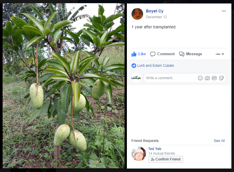 Sweet Dwarf Mango Seedling (Multiple Rootstock)