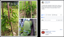 Sweet Dwarf Mango Seedling (Multiple Rootstock)