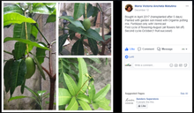 Sweet Dwarf Mango Seedling (Multiple Rootstock)