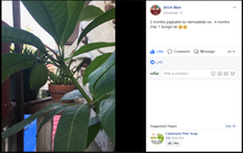 Sweet Dwarf Mango Seedling (Multiple Rootstock)