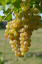 Grapes Seedlings (established from cuttings)