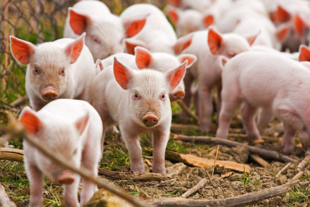 How it Works: Hog Raising Program