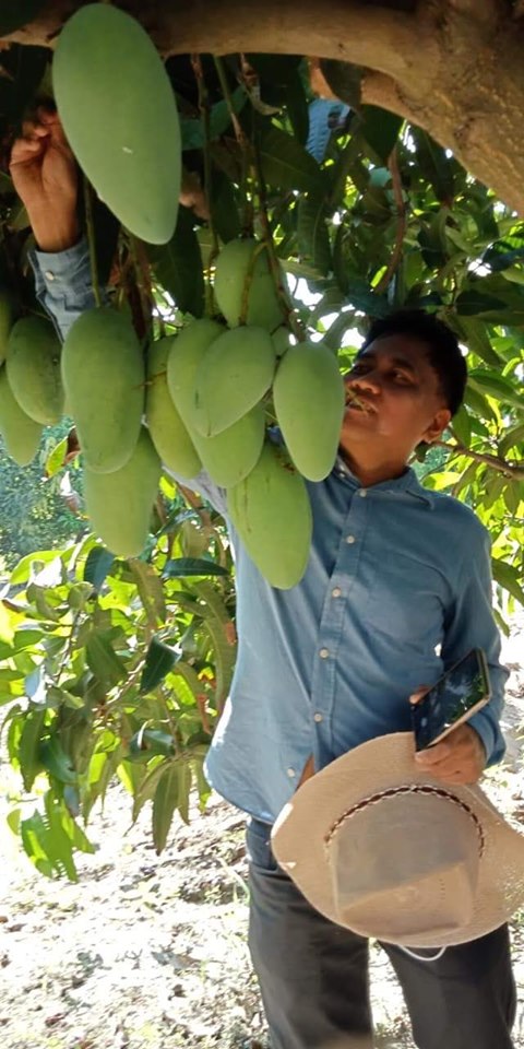 Dwarf Mango Growing Guide