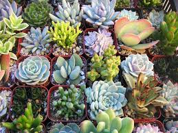 Cactus and Succulents