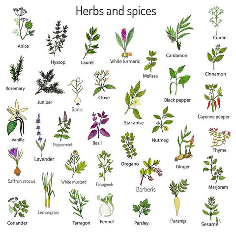 Culinary Plants / Herbs / Spices