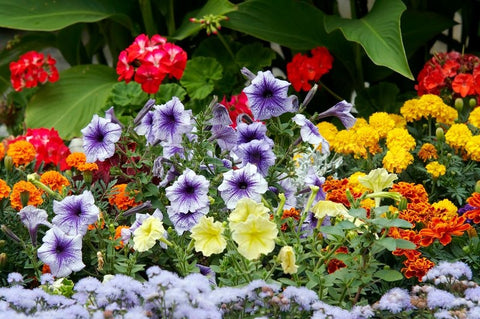 Flowers and Ornamental Plants