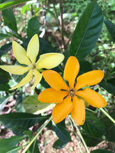 Malaysian Jasmine (Gardenia coronata)