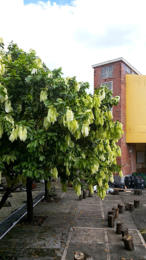 Balitbitan seedling โ Lunti Plant Nursery