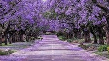 Jacaranda Tree