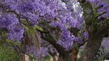 Jacaranda Tree