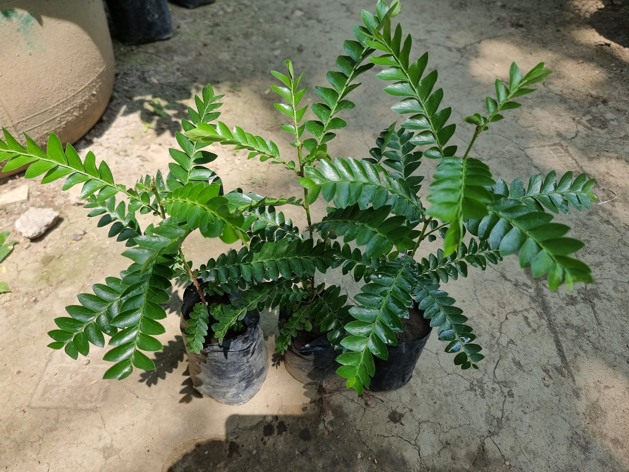 Sinukuan Tree – Lunti Plant Nursery