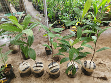 Loquat seedling