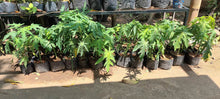 Papaya Seedlings (Red Lady Variety)
