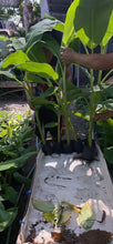 Tissue Cultured Banana Plantlets (Dippig / Native Saba Variety)