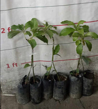 Reed Avocado double rootstock grafted ~2ft