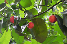 Seashore Mangosteen (Garcinia hombroniana)