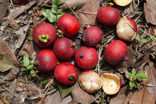 Seashore Mangosteen (Garcinia hombroniana)